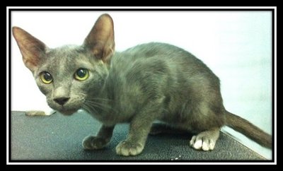 Russian Blue Kitten - Russian Blue Cat