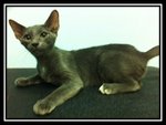 Russian Blue Kitten - Russian Blue Cat