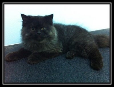 Semi Flat Face Perisan Smoke - Persian Cat