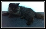 Semi Flat Face Perisan Smoke - Persian Cat