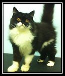 Semi Flat Face Perisan Black&amp;white - Persian Cat