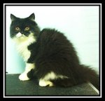 Semi Flat Face Perisan Black&amp;white - Persian Cat