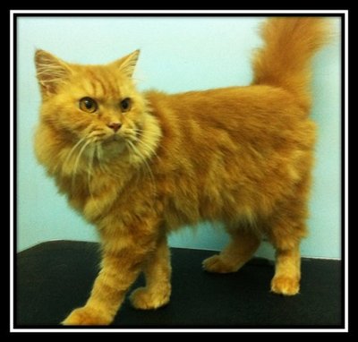 Ginger Persian - Persian Cat