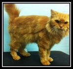 Ginger Persian - Persian Cat