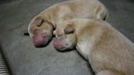 Cute golden furred puppies