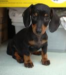 Dachshunds! - Dachshund Dog