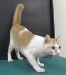 Hennie - Domestic Short Hair Cat