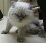 Zorro - Persian Cat