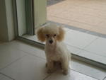 PF4439 - Poodle Dog