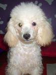 PF4439 - Poodle Dog