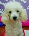 PF4439 - Poodle Dog