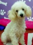 PF4439 - Poodle Dog