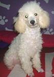 PF4439 - Poodle Dog