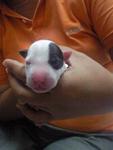 1 Eye Zack Pure Breed Bull Terrier - Bull Terrier Dog