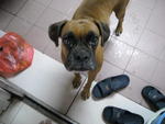 Ah Wong - Boxer Dog