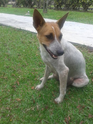 Chocolate - Mixed Breed Dog