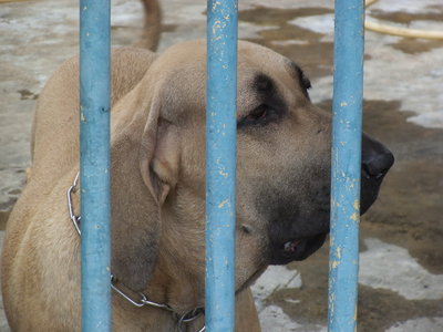 Fila Brasileiro Dog - Fila Brasileiro Dog