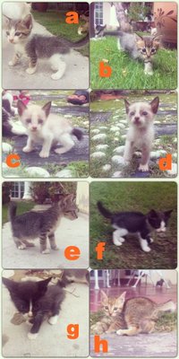 Kittens - Domestic Short Hair Cat