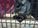 Pui Zai - Chinchilla Small & Furry