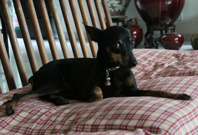 Bon Bon - Miniature Pinscher Dog