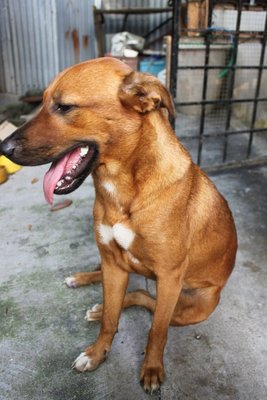 Bowty - Golden Retriever Mix Dog