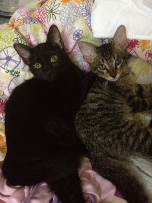 Blackie Girl &amp; Stripey Boy - Domestic Short Hair Cat