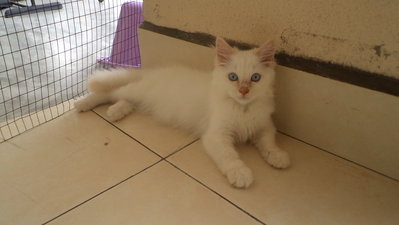 Polo - Domestic Long Hair Cat