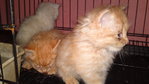 Anak2 Bab - Maine Coon Cat