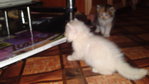 Anak2 Bab - Maine Coon Cat