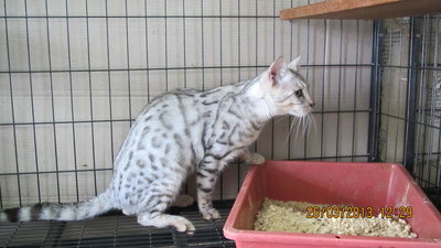 Silver Bengal Cat - Male - Bengal Cat