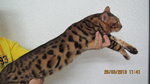 Brown Spotted Bengal - Male - Bengal Cat