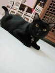 Jackson/xiao Hei - Domestic Short Hair Cat