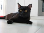 Jackson/xiao Hei - Domestic Short Hair Cat