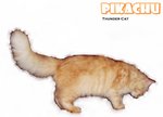 Pikachu - Ragamuffin Cat