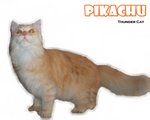 Pikachu - Ragamuffin Cat