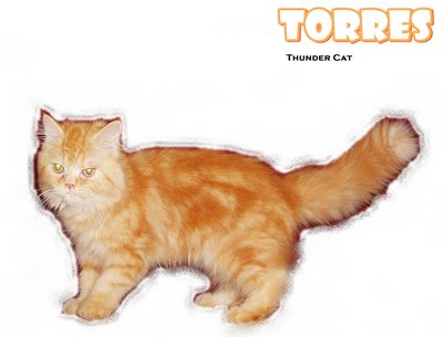 Torres (Red Tabby Persian) - Persian Cat