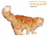 Torres (Red Tabby Persian) - Persian Cat