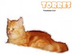 Torres (Red Tabby Persian) - Persian Cat