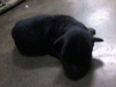 Blacky - Labrador Retriever Dog