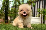 Tiny Toy Poodle For Sale! - Poodle Dog