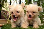 Tiny Toy Poodle For Sale! - Poodle Dog