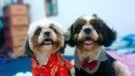 Homebreed Pure Shih Tzu_male 2 - Shih Tzu Dog