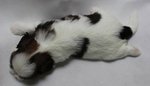 Homebreed Pure Shih Tzu_male 2 - Shih Tzu Dog