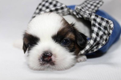 Homebreed Pure Shih Tzu_male 2 - Shih Tzu Dog