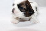 Homebreed Pure Shih Tzu_male 2 - Shih Tzu Dog