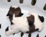 Homebreed Pure Shih Tzu_male 4 - Shih Tzu Dog