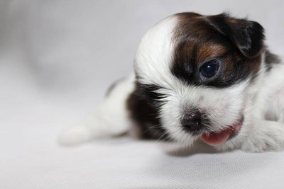 Homebreed Pure Shih Tzu_male 4 - Shih Tzu Dog