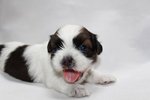 Homebreed Pure Shih Tzu_male 4 - Shih Tzu Dog