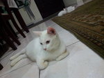 Putih - Domestic Short Hair Cat