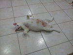 Putih - Domestic Short Hair Cat